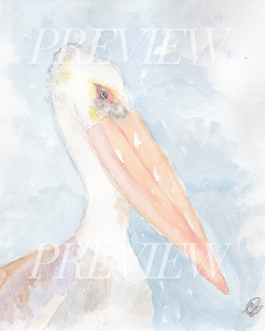 Mr. Pelican (8x10 Download)